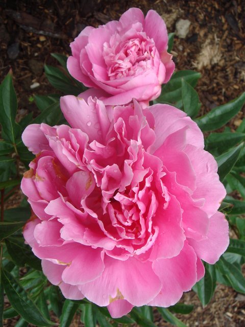 Paeonia lactiflora 'Auguste Dessert' fleur